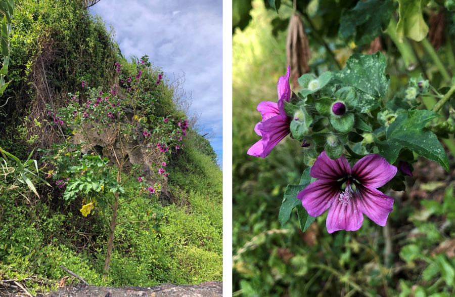 Artigo “A descrição da flora açoriana pelo olhar de Gaspar Frutuoso” no UAciência