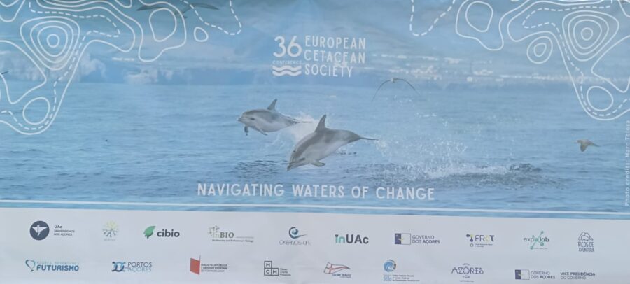 Ponta Delgada acolhe a maior Conferência Europeia sobre cetáceos 