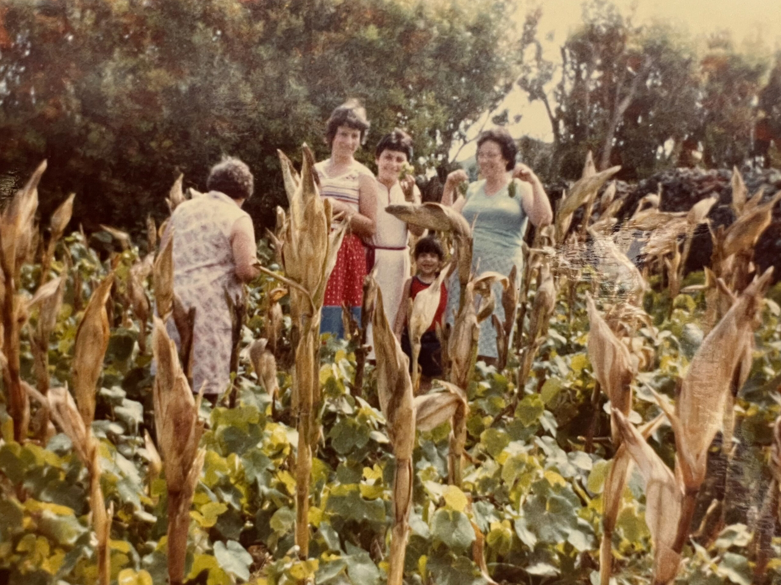“Vindimas e Milho: Sabores da Nossa Terra”