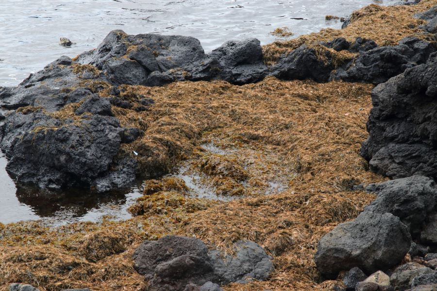 Artigo “Rugulopteryx – a invasora que veio de longe, com a sua guerra química” em destaque no UAciência 