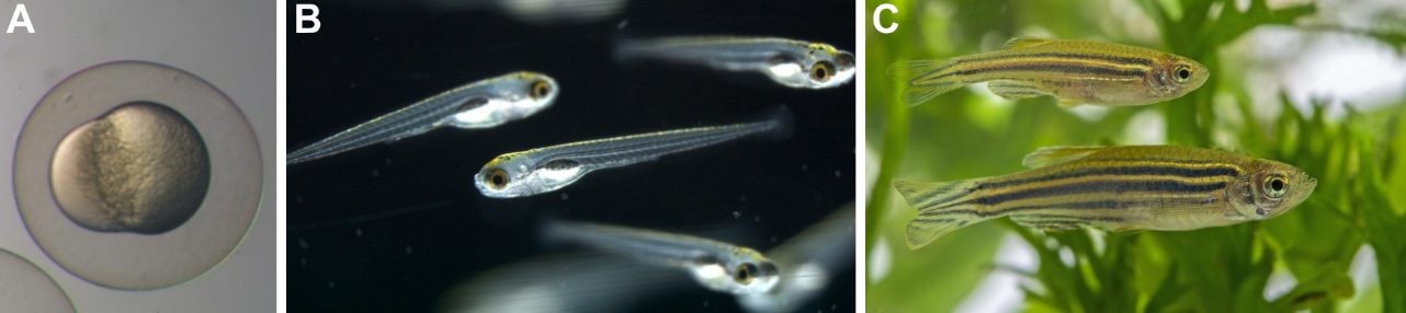 Artigo “ Peixe-zebra: um modelo animal na descoberta de compostos bioativos de microalgas e cianobactérias” em destaque na UAciência 